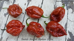 Elysium Oxide Scotch Bonnet - Pepper Seeds - White Hot Peppers