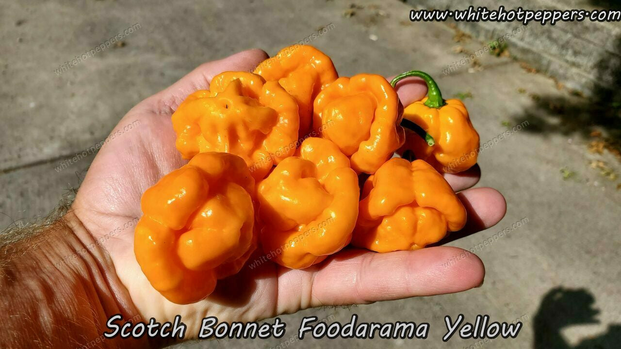 Scotch Bonnet Foodarama Yellow - Pepper Seeds - White Hot Peppers