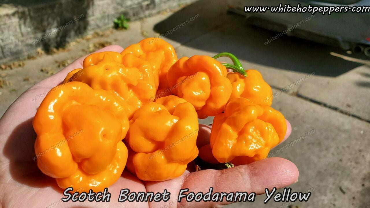 Scotch Bonnet Foodarama Yellow - Pepper Seeds - White Hot Peppers