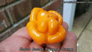 Scotch Bonnet Freeport Orange - Pepper Seeds - White Hot Peppers