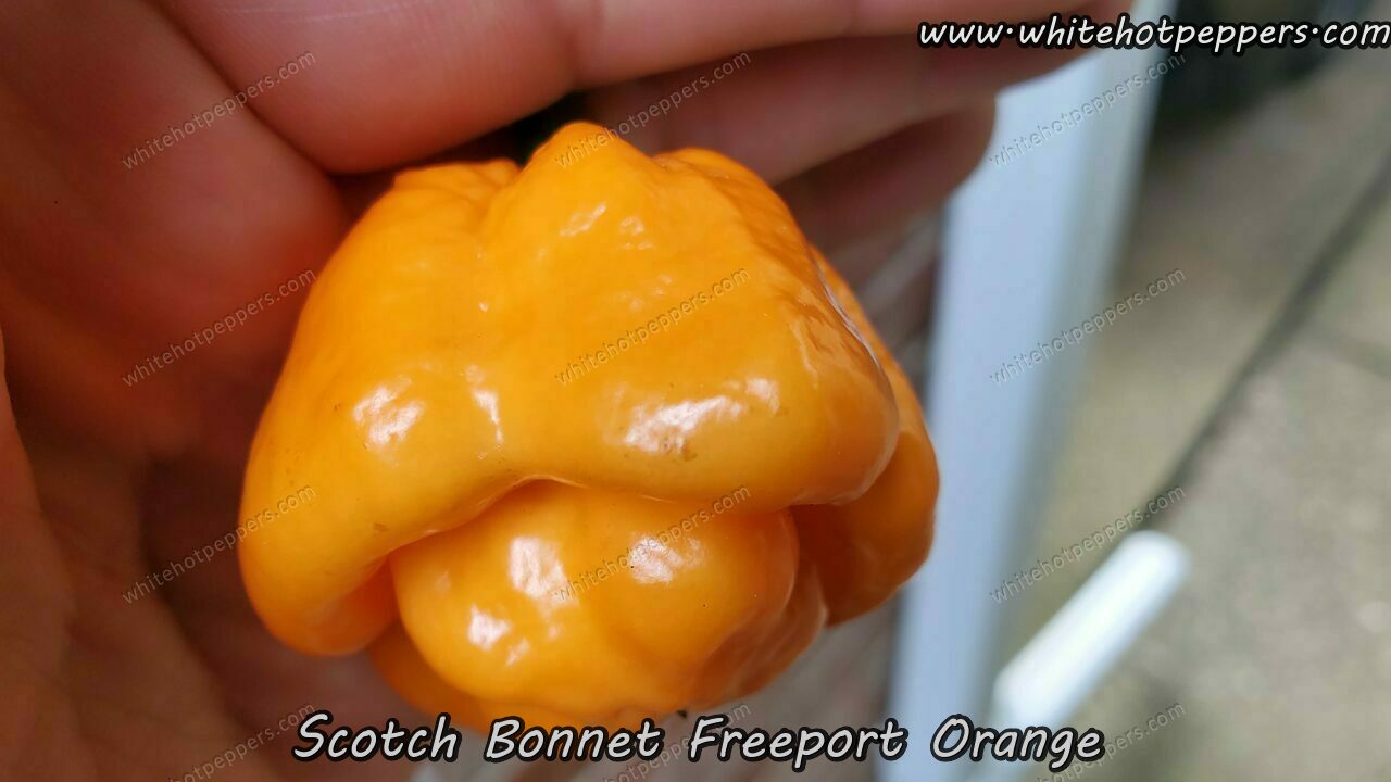 Scotch Bonnet Freeport Orange - Pepper Seeds - White Hot Peppers