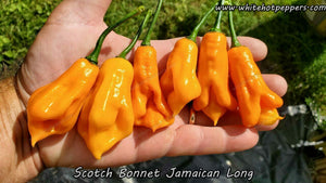 Scotch Bonnet Jamaican Long - Pepper Seeds - White Hot Peppers