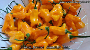 Scotch Bonnet Jamaican Long - Pepper Seeds - White Hot Peppers