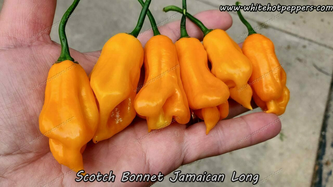 Scotch Bonnet Jamaican Long - Pepper Seeds - White Hot Peppers