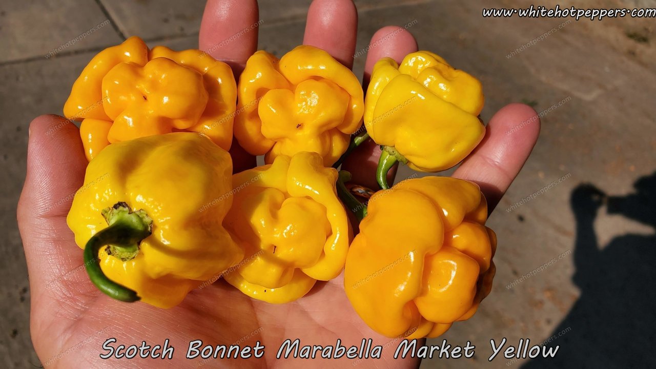 Scotch Bonnet Marabella Market Yellow - Pepper Seeds - White Hot Peppers