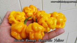 Scotch Bonnet Foodarama Yellow - Pepper Seeds - White Hot Peppers