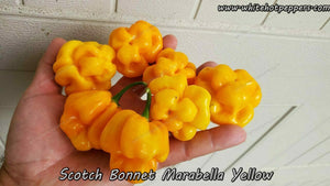 Scotch Bonnet Foodarama Yellow - Pepper Seeds - White Hot Peppers
