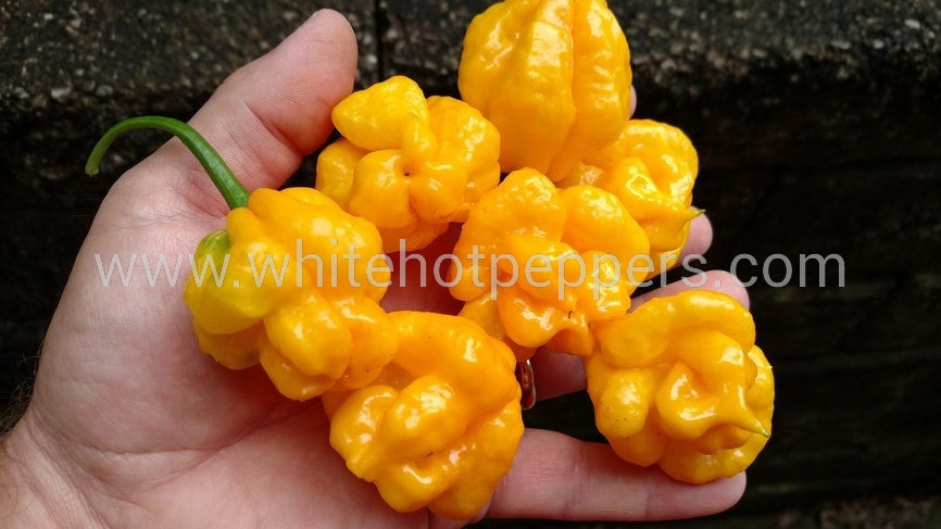 Scotch Bonnet Papa Joe's - Pepper Seeds - White Hot Peppers