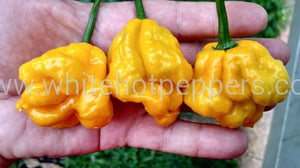 Scotch Bonnet Papa Joe's - Pepper Seeds - White Hot Peppers