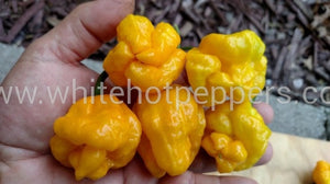 Scotch Bonnet Papa Joe's - Pepper Seeds - White Hot Peppers