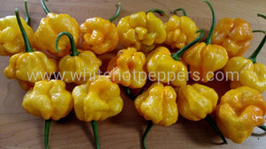Scotch Bonnet Papa Joe's - Pepper Seeds - White Hot Peppers