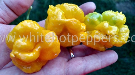 Scotch Bonnet Papa Joe's - Pepper Seeds - White Hot Peppers