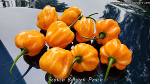 Scotch Bonnet Peach - Pepper Seeds - White Hot Peppers