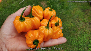 Scotch Bonnet Peach - Pepper Seeds - White Hot Peppers