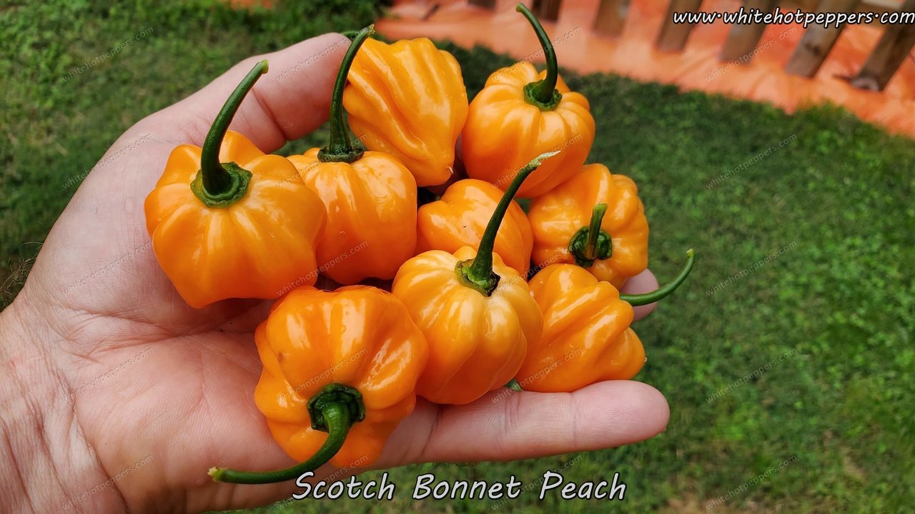 Scotch Bonnet Peach - Pepper Seeds - White Hot Peppers
