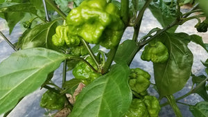 Scotch Bonnet Schneider Farms - Pepper Seeds - White Hot Peppers