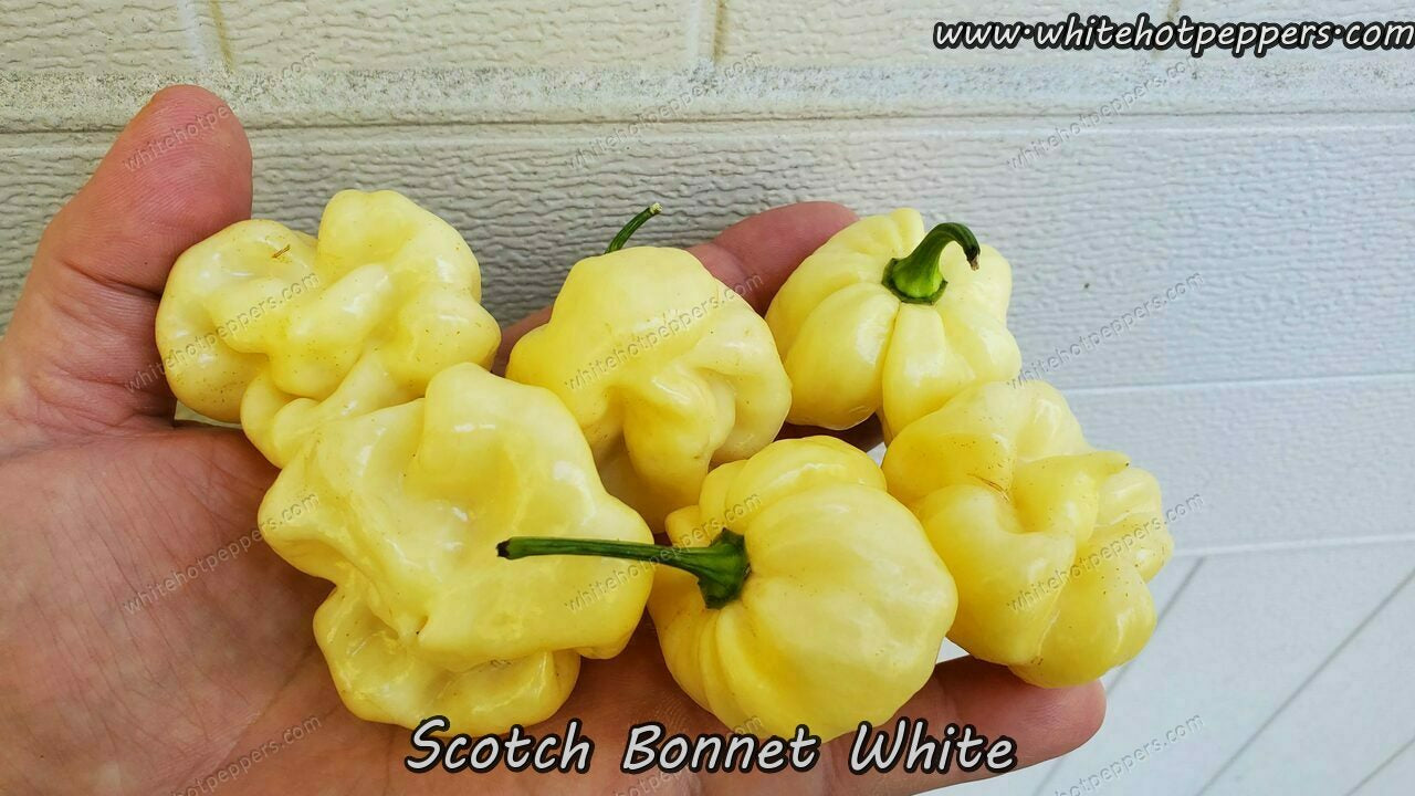 Scotch Bonnet White - Pepper Seeds - White Hot Peppers