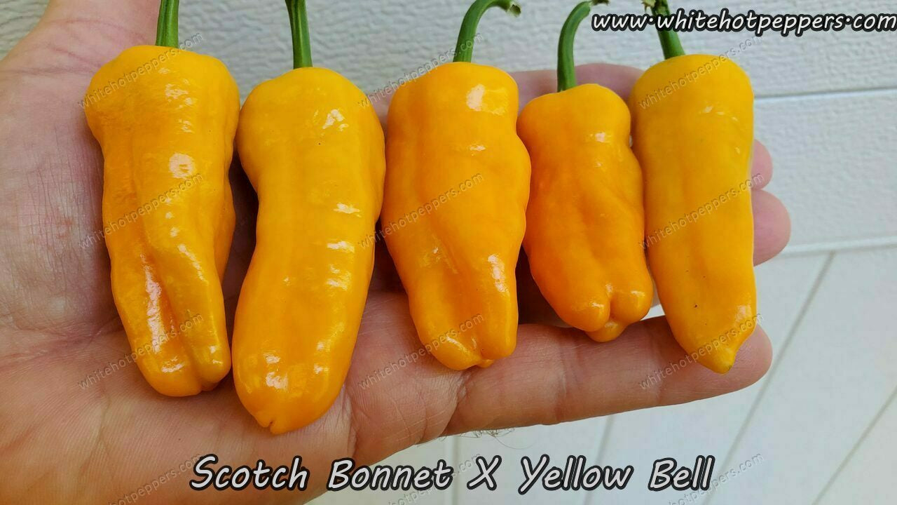 Scotch Bonnet x Yellow Bell - Pepper Seeds - White Hot Peppers