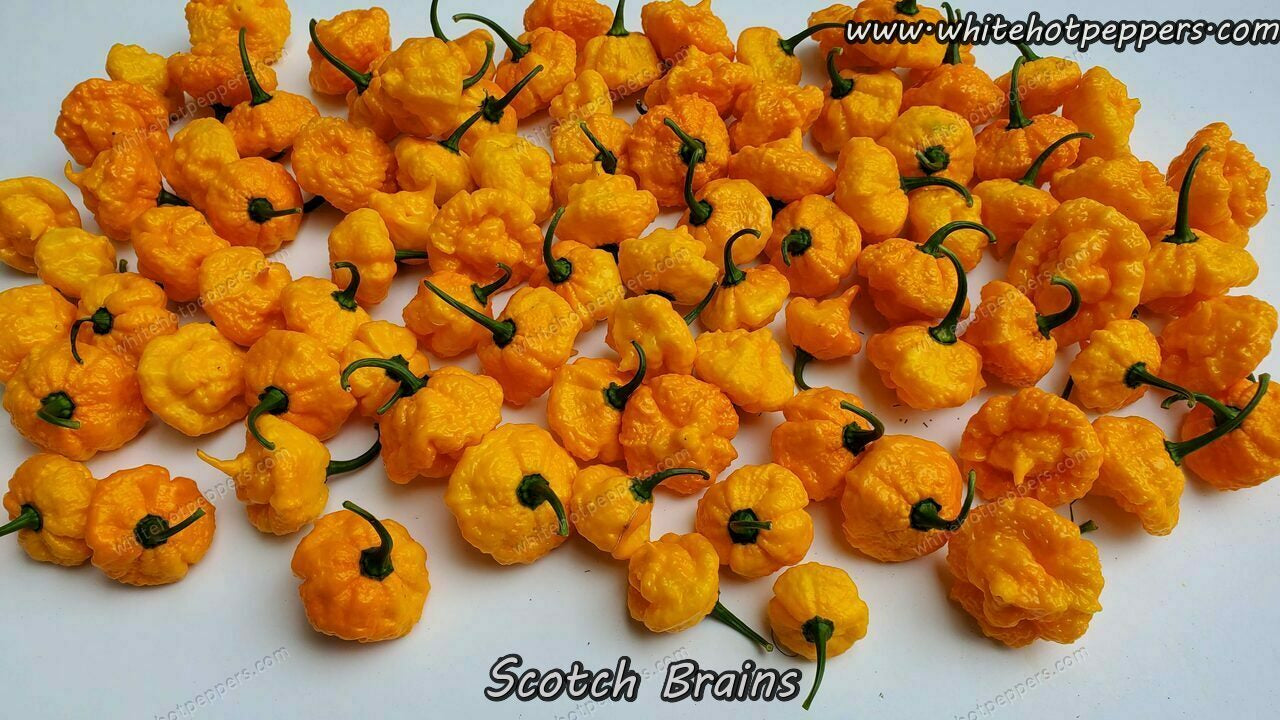 Scotch Brains - Pepper Seeds - White Hot Peppers