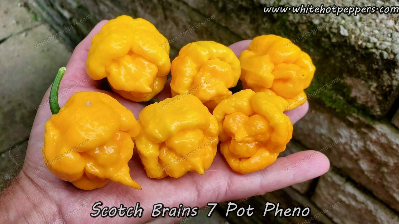 Scotch Brains (7 Pot Pheno) - Pepper Seeds - White Hot Peppers