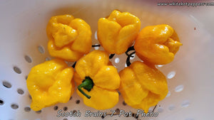 Scotch Brains (7 Pot Pheno) - Pepper Seeds - White Hot Peppers
