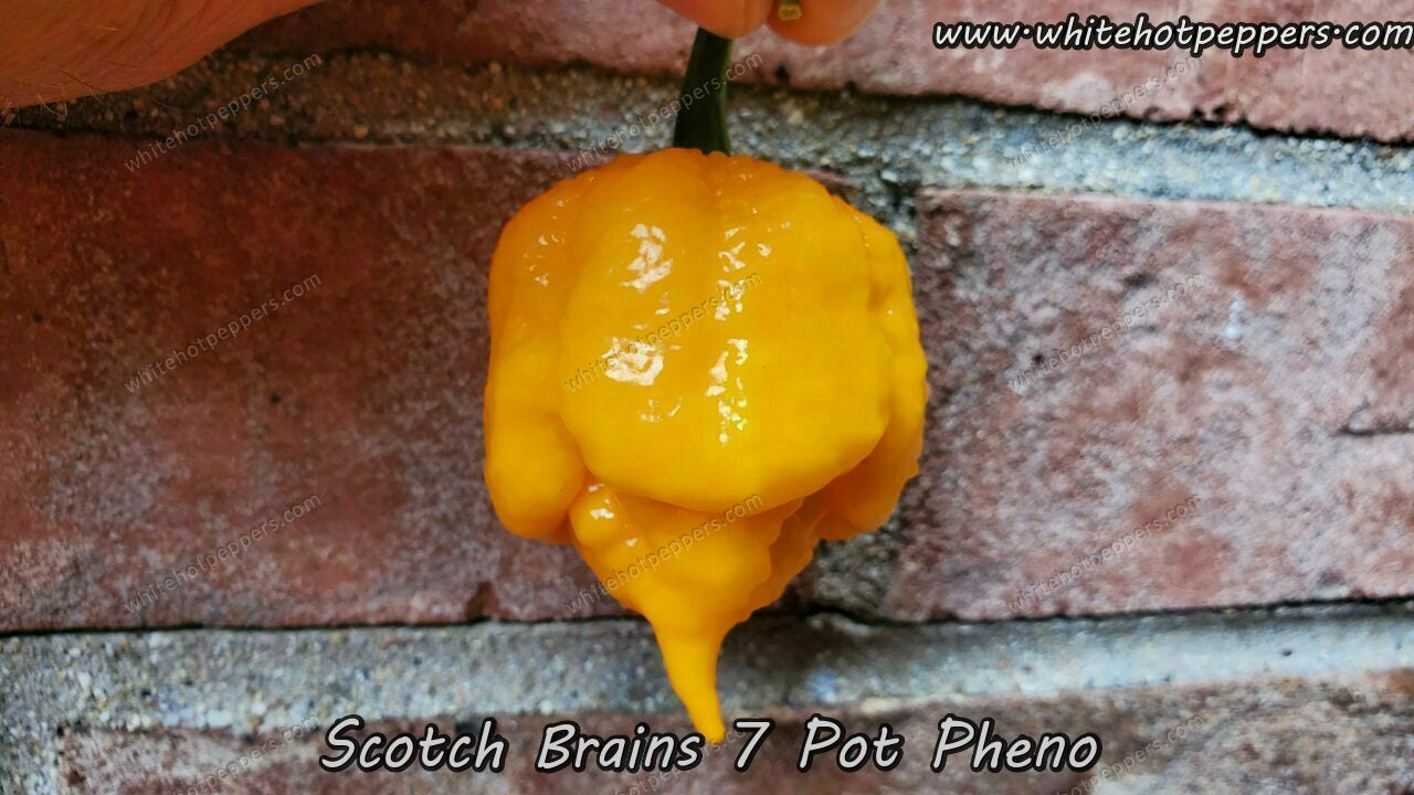 Scotch Brains (7 Pot Pheno) - Pepper Seeds - White Hot Peppers