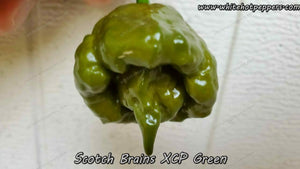 Scotch Brains XCP Green - Pepper Seeds - White Hot Peppers