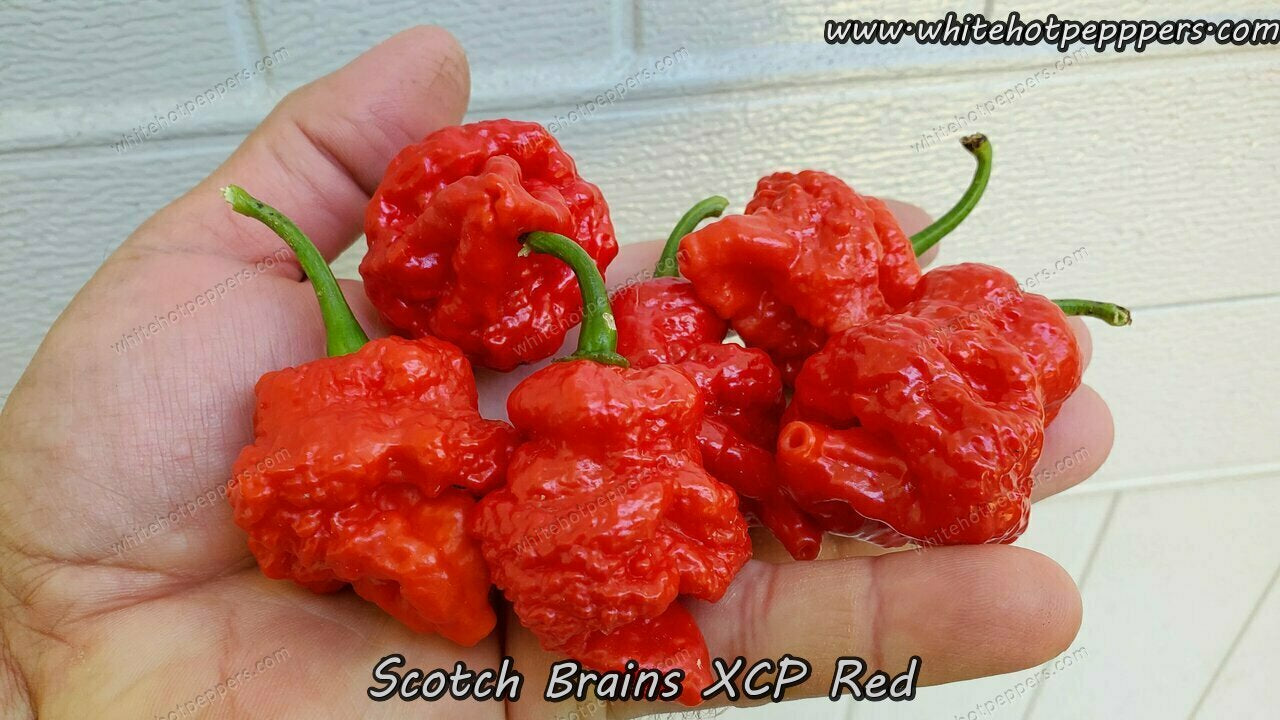 Scotch Brains XCP Red - Pepper Seeds - White Hot Peppers