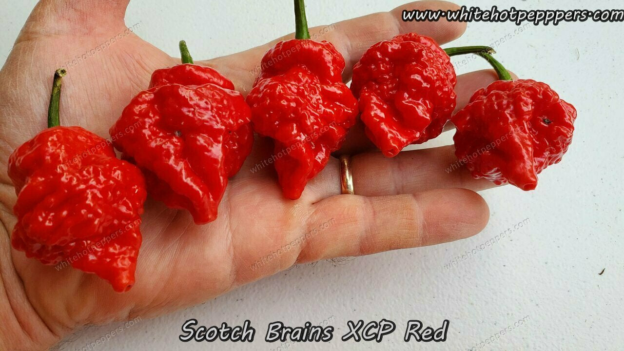 Scotch Brains XCP Red - Pepper Seeds - White Hot Peppers