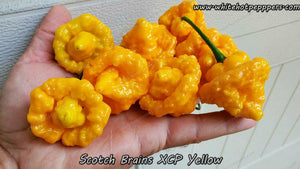 Scotch Brains XCP Yellow - Pepper Seeds - White Hot Peppers