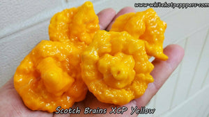 Scotch Brains XCP Yellow - Pepper Seeds - White Hot Peppers