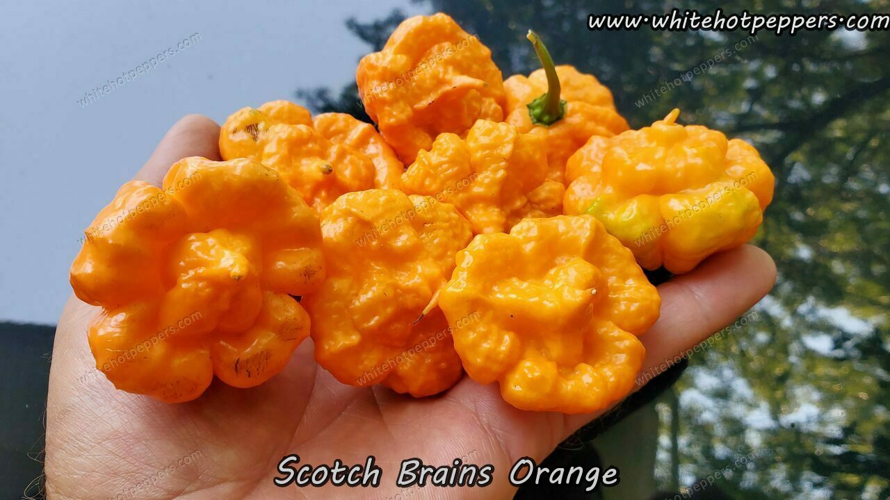 Scotch Brains Orange - Pepper Seeds - White Hot Peppers