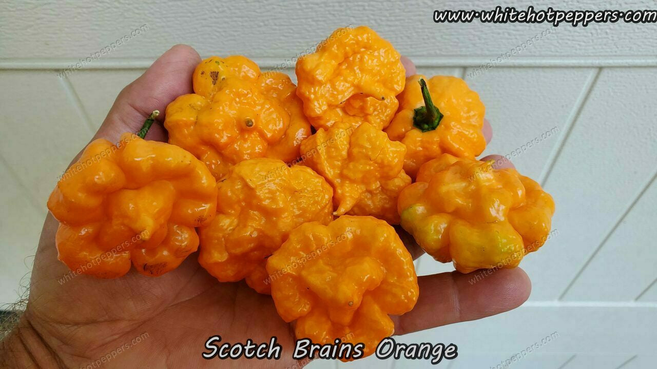 Scotch Brains Orange - Pepper Seeds - White Hot Peppers