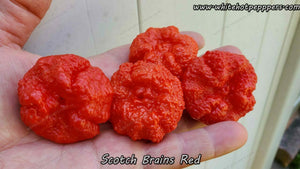 Scotch Brains Red - Pepper Seeds - White Hot Peppers