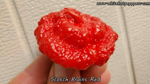 Scotch Brains Red - Pepper Seeds - White Hot Peppers