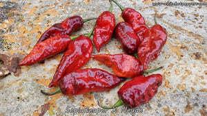 SepiaReaper x Neyde - Pepper Seeds - White Hot Peppers