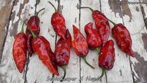 SepiaReaper x Neyde - Pepper Seeds - White Hot Peppers