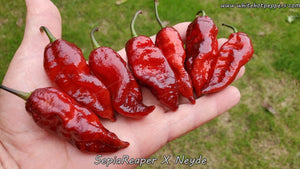 SepiaReaper x Neyde - Pepper Seeds - White Hot Peppers