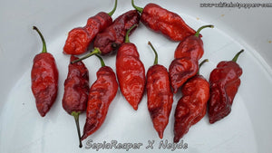 SepiaReaper x Neyde - Pepper Seeds - White Hot Peppers