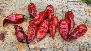 SepiaReaper x Neyde - Pepper Seeds - White Hot Peppers