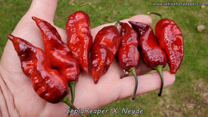 SepiaReaper x Neyde - Pepper Seeds - White Hot Peppers