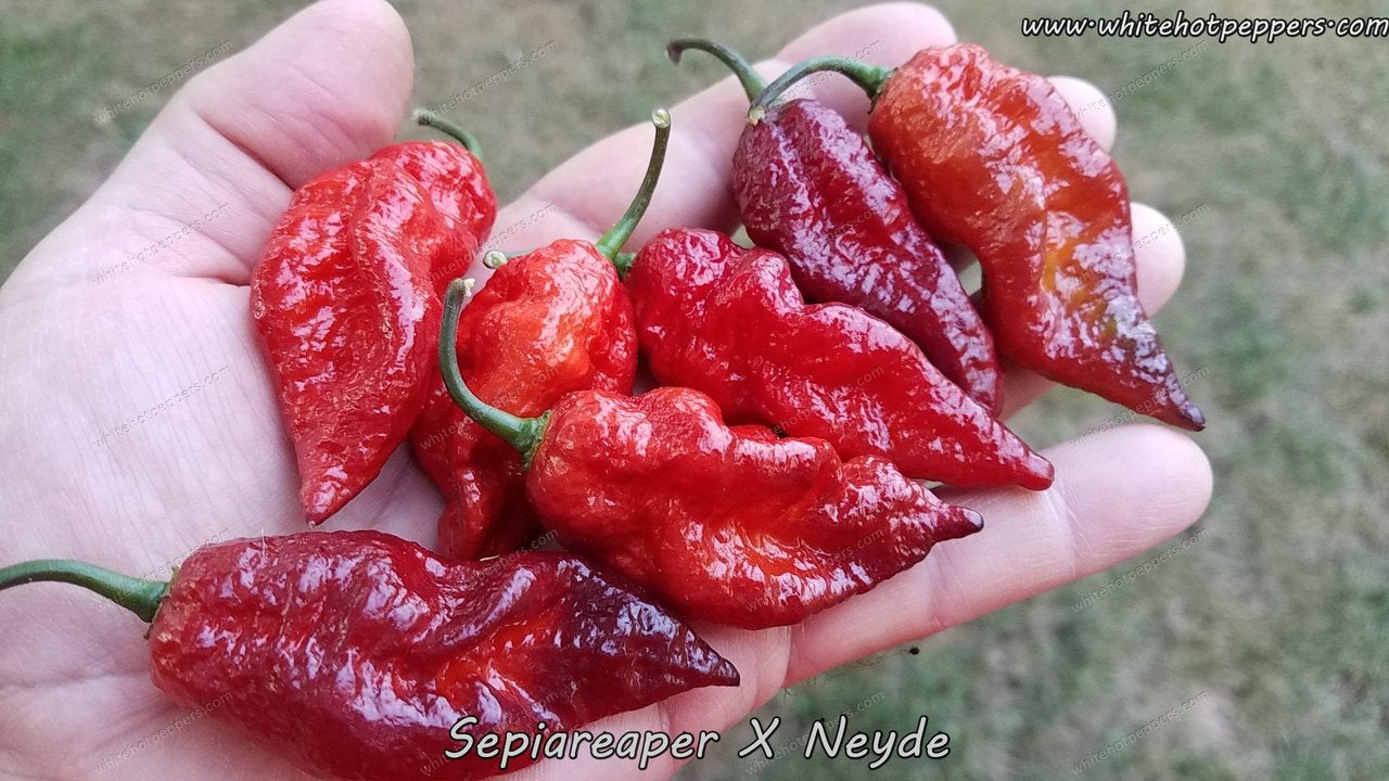 SepiaReaper x Neyde - Pepper Seeds - White Hot Peppers