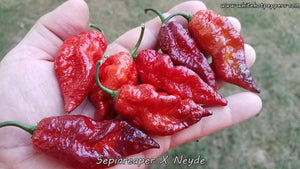 SepiaReaper x Neyde - Pepper Seeds - White Hot Peppers