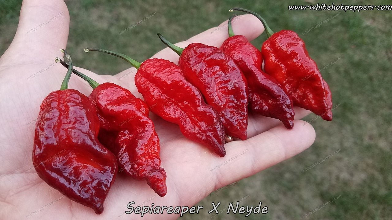 SepiaReaper x Neyde - Pepper Seeds - White Hot Peppers