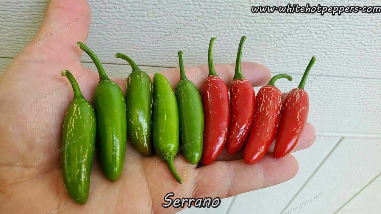Serrano - Pepper Seeds - White Hot Peppers