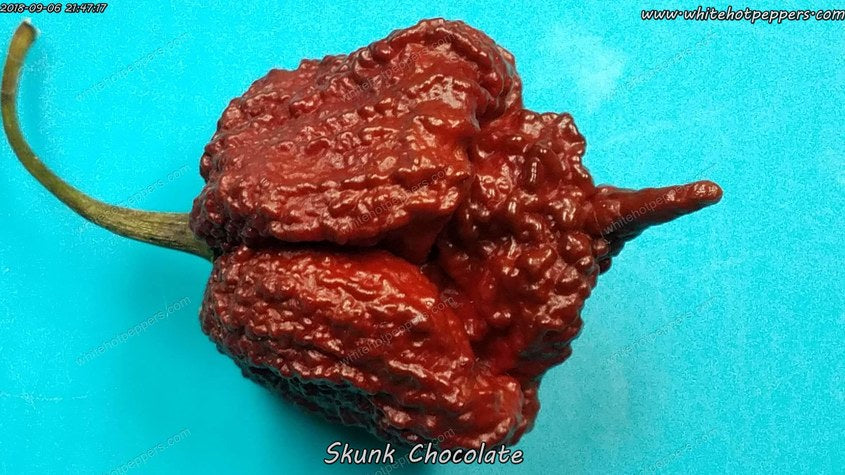 Skunk Chocolate - Pepper Seeds - White Hot Peppers