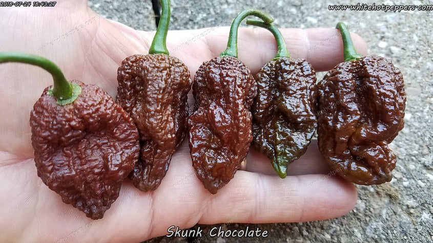 Skunk Chocolate - Pepper Seeds - White Hot Peppers