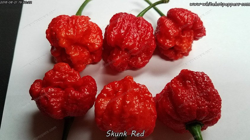 Skunk Red - Pepper Seeds - White Hot Peppers