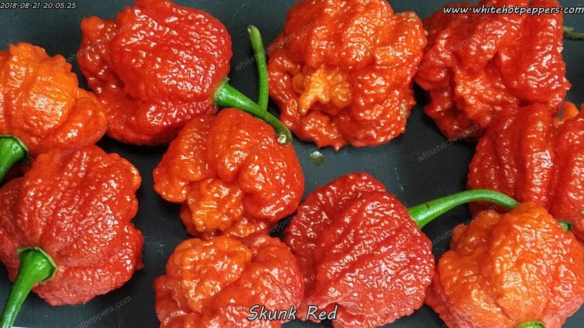 Skunk Red - Pepper Seeds - White Hot Peppers