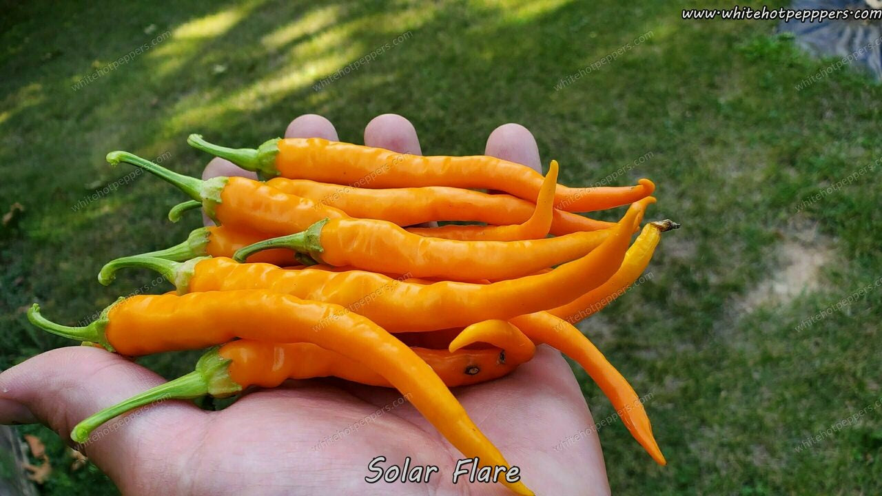 Hangjiao 3 - Solar Flare - Pepper Seeds - White Hot Peppers